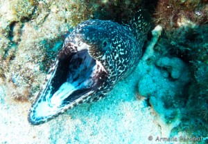 Malendure - îlet Pigeon